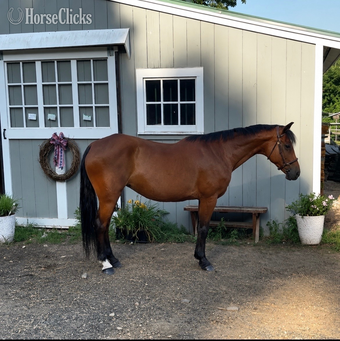 "Brandy" Bay Mare Appendix in Connecticut