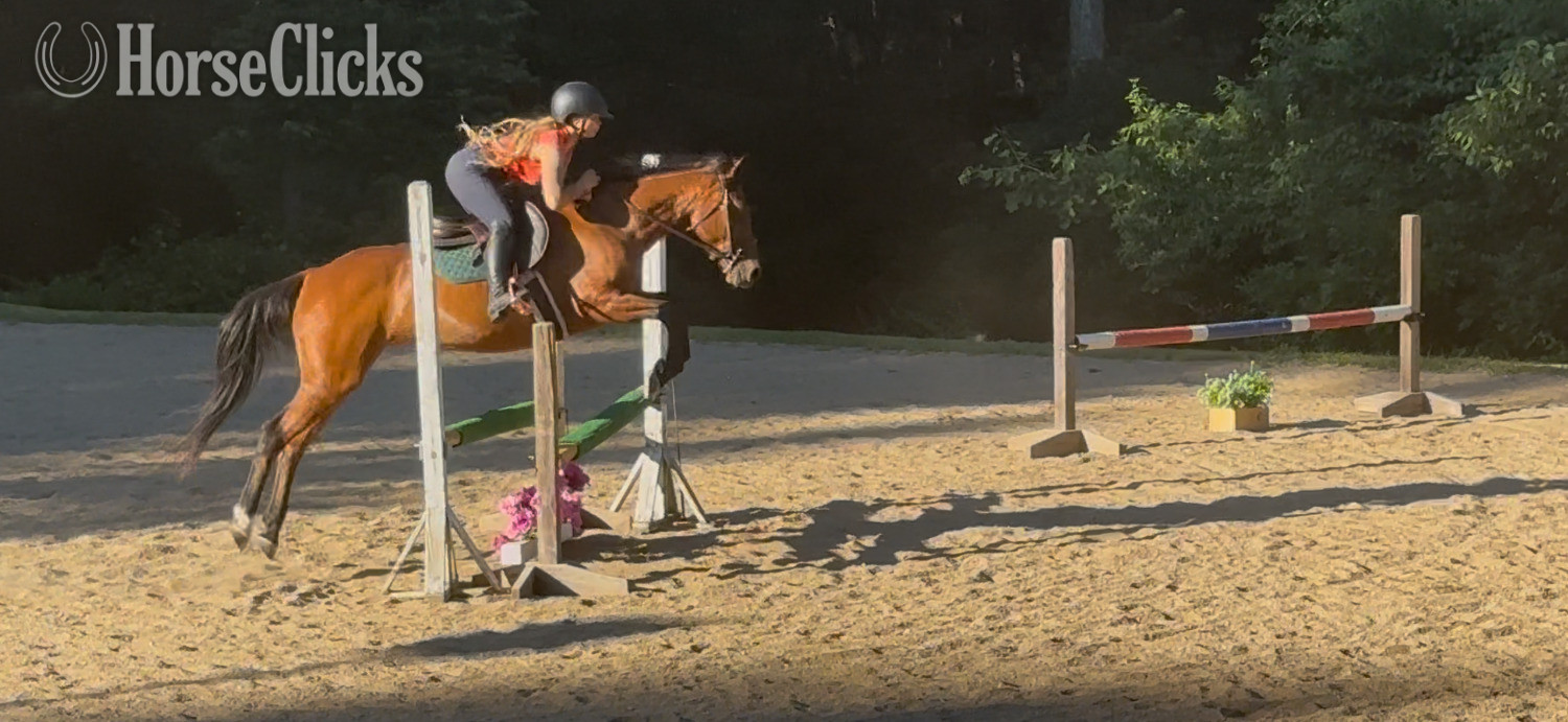 "Brandy" Bay Mare Appendix