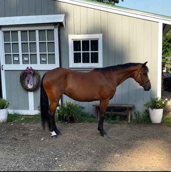 "Brandy" Bay Mare Appendix