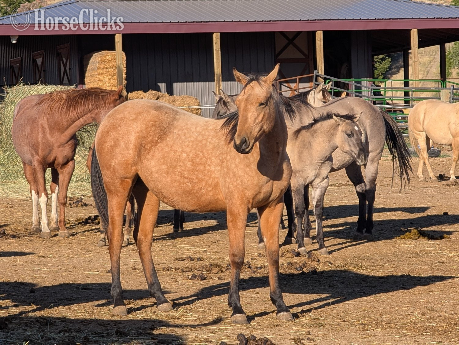 "Concords Nu Copper" Buckskin Filly Quarter Horse - Quarter Horse in Montana