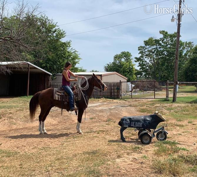 "Axle" Chestnut Gelding Quarter Horse