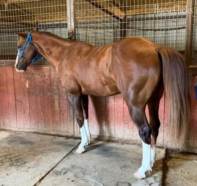 "Axle" Chestnut Gelding Quarter Horse - Quarter Horse in Texas