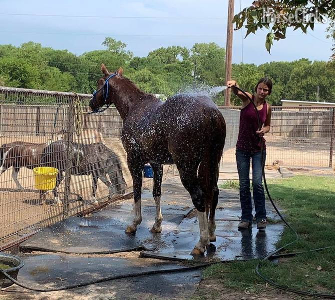 "Axle" Chestnut Gelding Quarter Horse - Quarter Horse