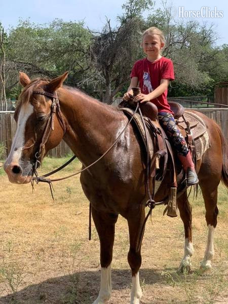"Axle" Chestnut Gelding Quarter Horse Texas