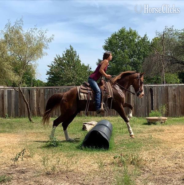 "Axle" Chestnut Gelding Quarter Horse in Texas