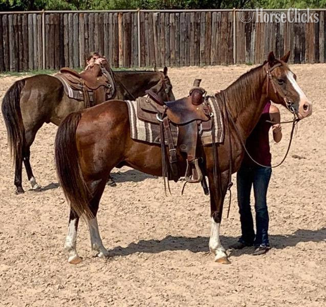 Quarter Horse - "Axle" Chestnut Gelding Quarter Horse in Texas
