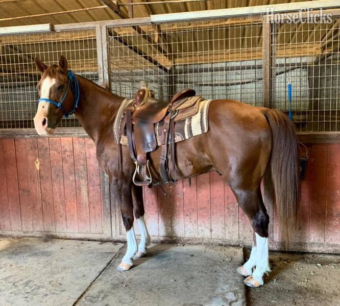 Quarter Horse - "Axle" Chestnut Gelding Quarter Horse
