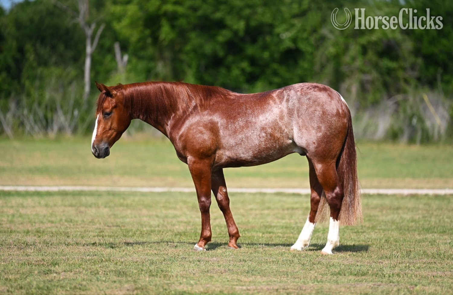 "Smarty" Sorrel Gelding Quarter Horse in Texas