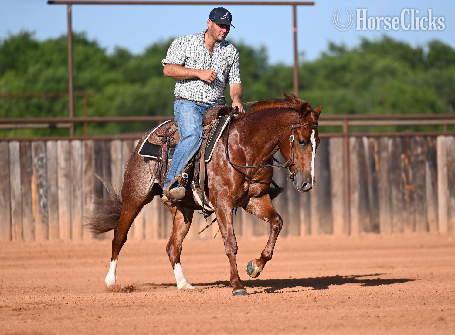 "Smarty" Sorrel Gelding Quarter Horse - Quarter Horse