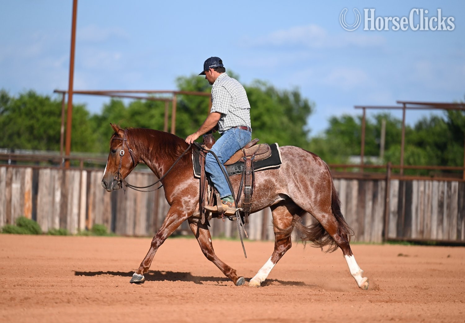 "Smarty" Sorrel Gelding Quarter Horse Texas