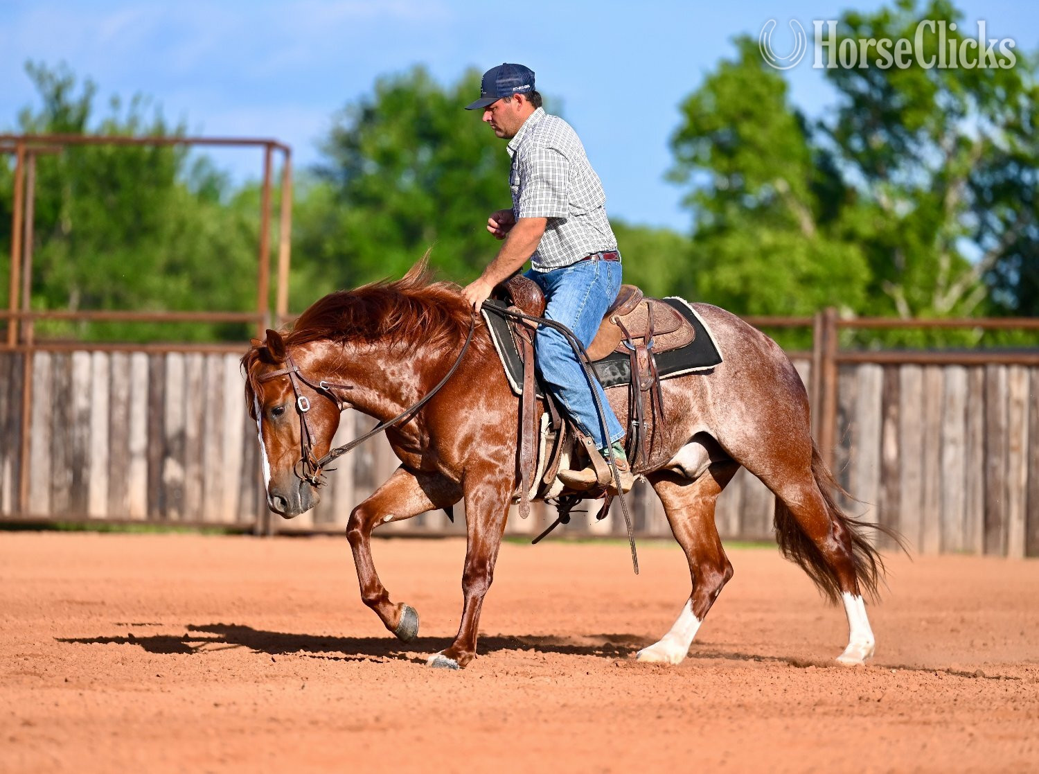 Quarter Horse - "Smarty" Sorrel Gelding Quarter Horse in Texas