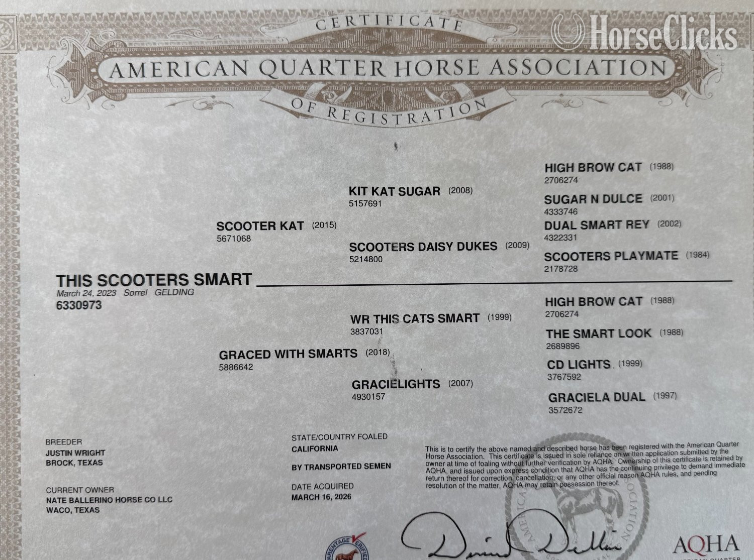 Quarter Horse - "Smarty" Sorrel Gelding Quarter Horse