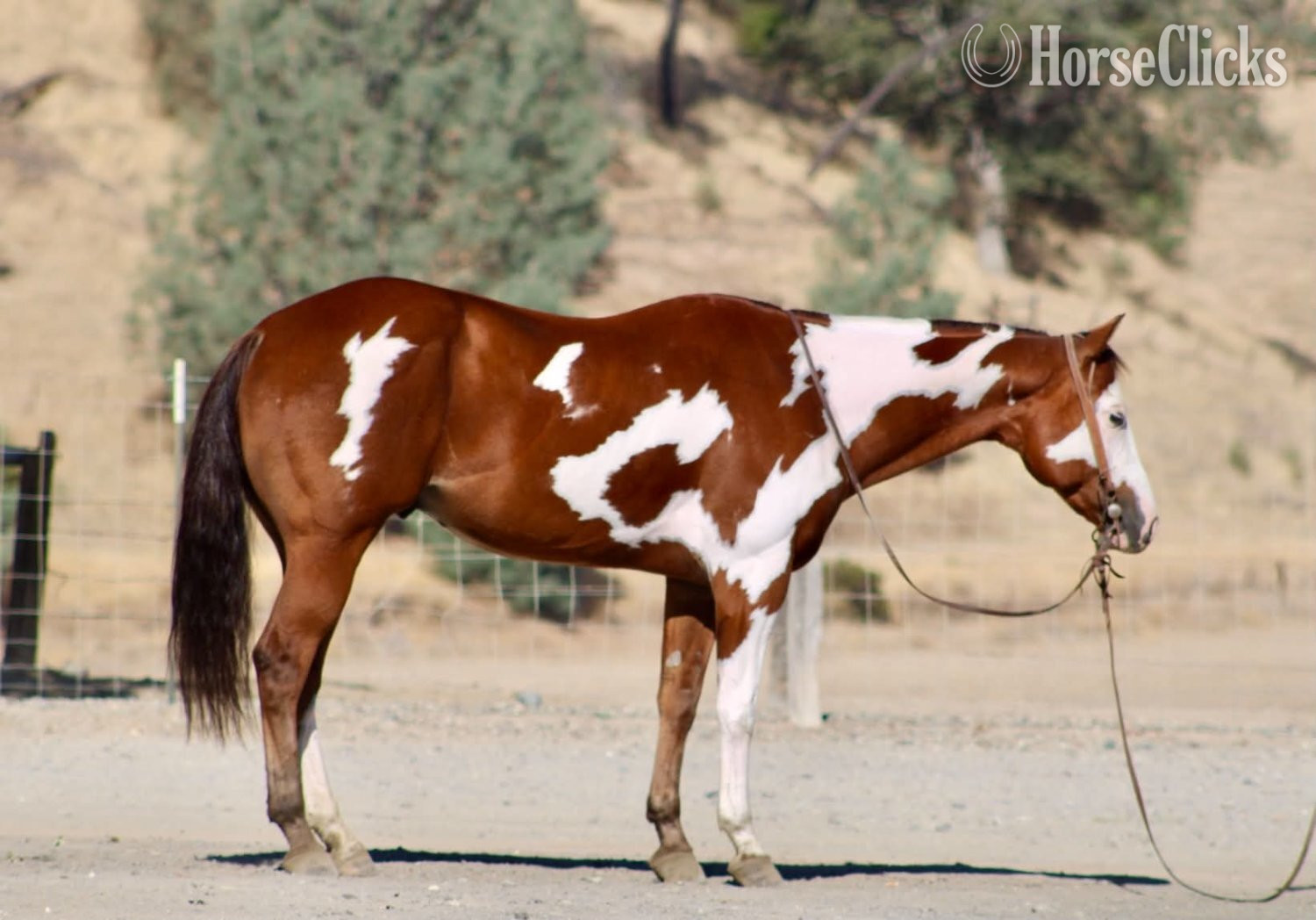 California "R IMAGE OF MR" Overo Gelding Paint