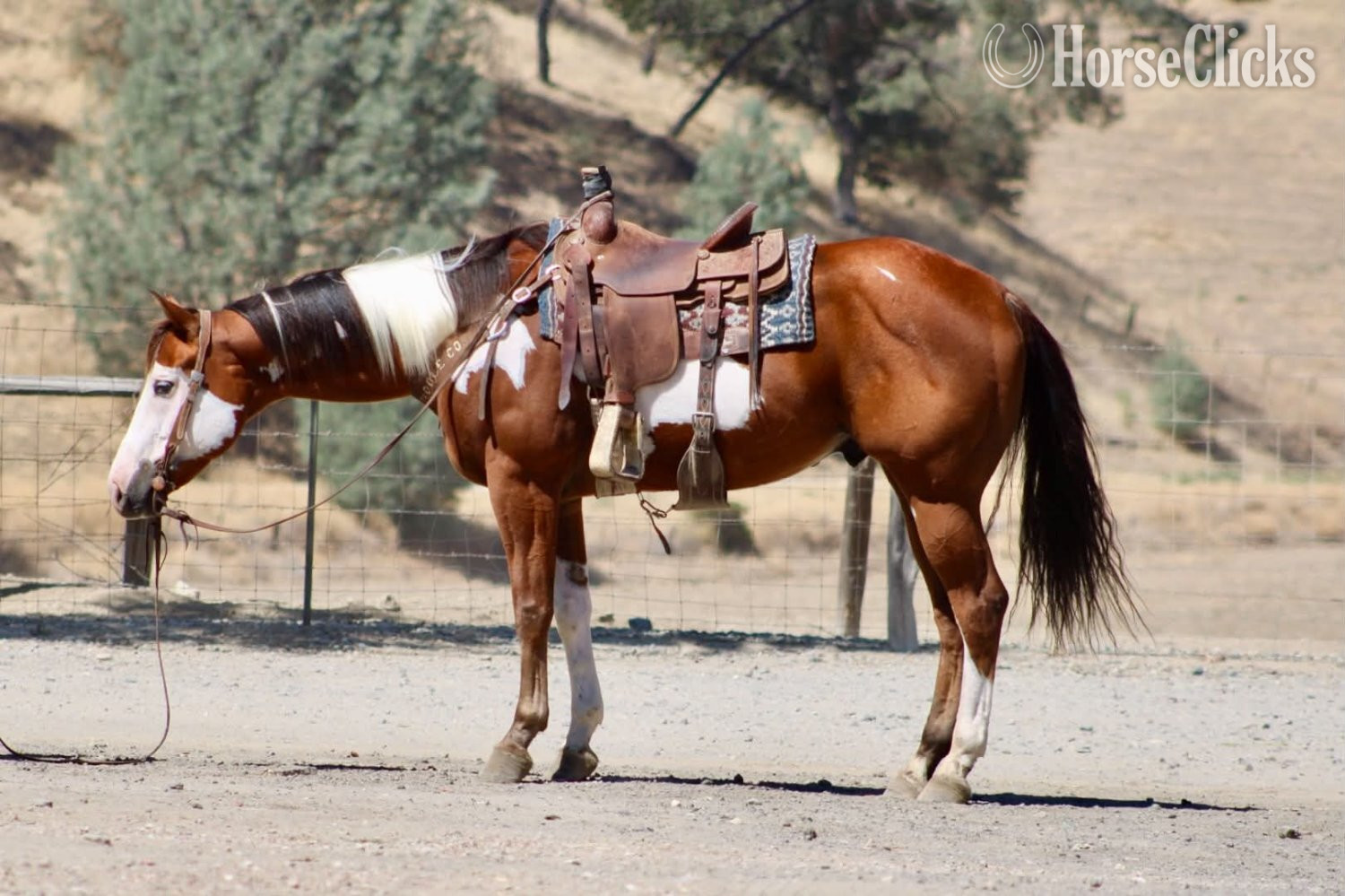 "R IMAGE OF MR" Overo Gelding Paint - Paint in California