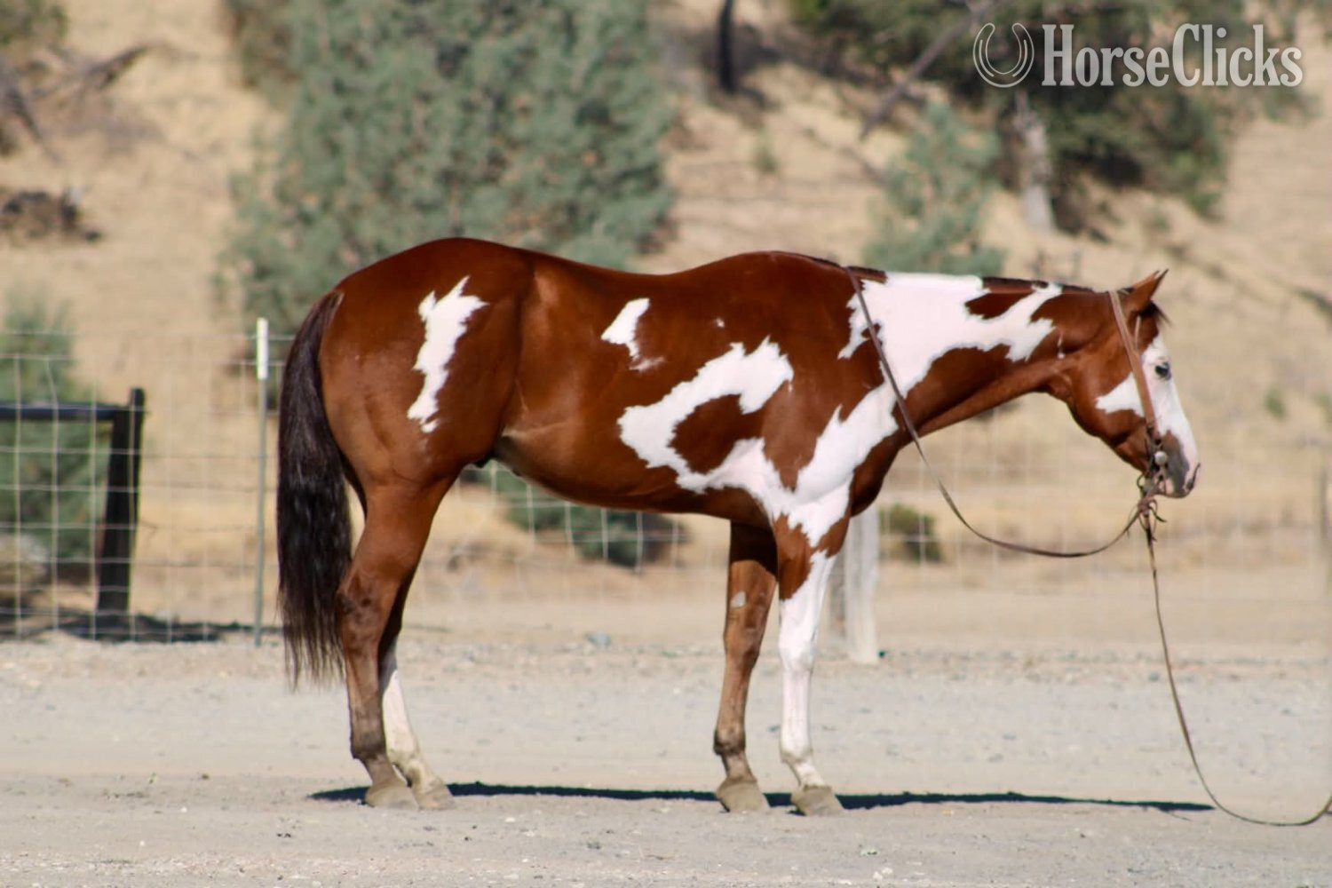 Paint - "R IMAGE OF MR" Overo Gelding Paint