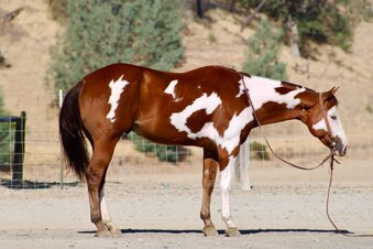 "R IMAGE OF MR" Overo Gelding Paint