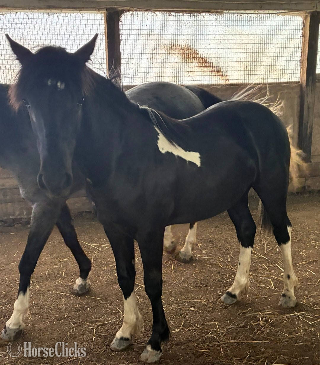 "Fell pony" Black Filly in Ohio