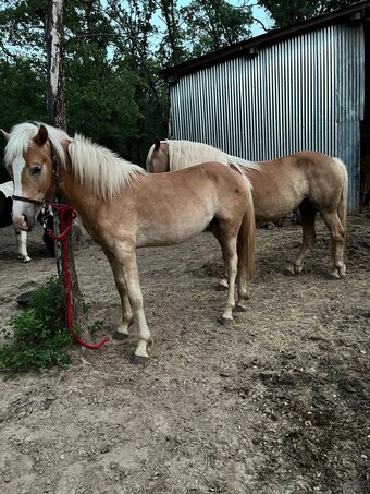"Wildfire PRANCER" Palomino Colt Haflinger