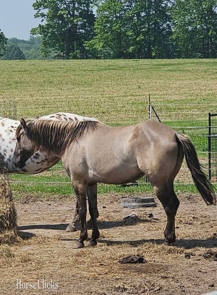 "Denali " Grullo Mare Quarter Horse in Michigan