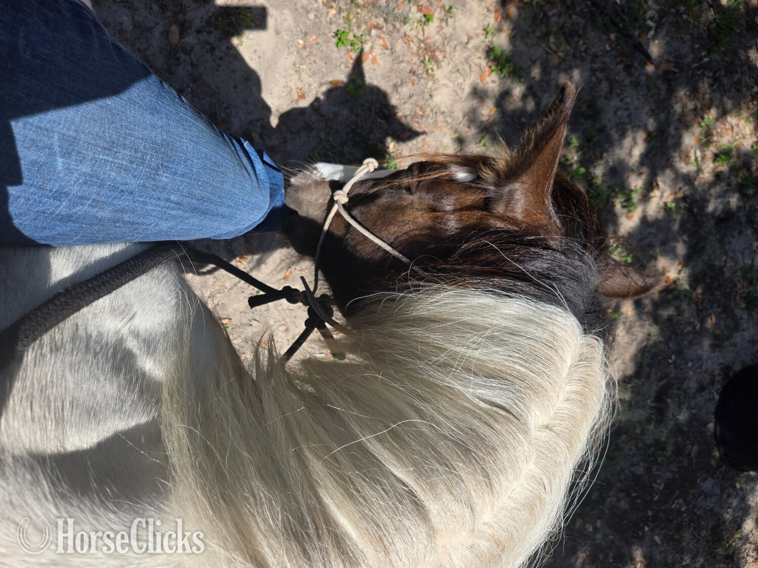 Florida "Luca"  Gelding Gypsy Vanner