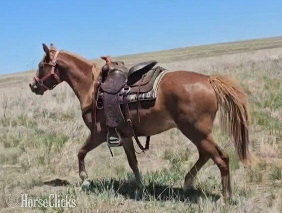 "Pointing To Gold Dance" Chestnut Gelding Welsh Pony