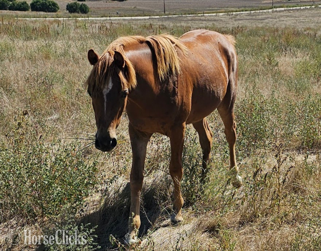 Nebraska "Pointing To Gold Dance" Chestnut Gelding Welsh Pony