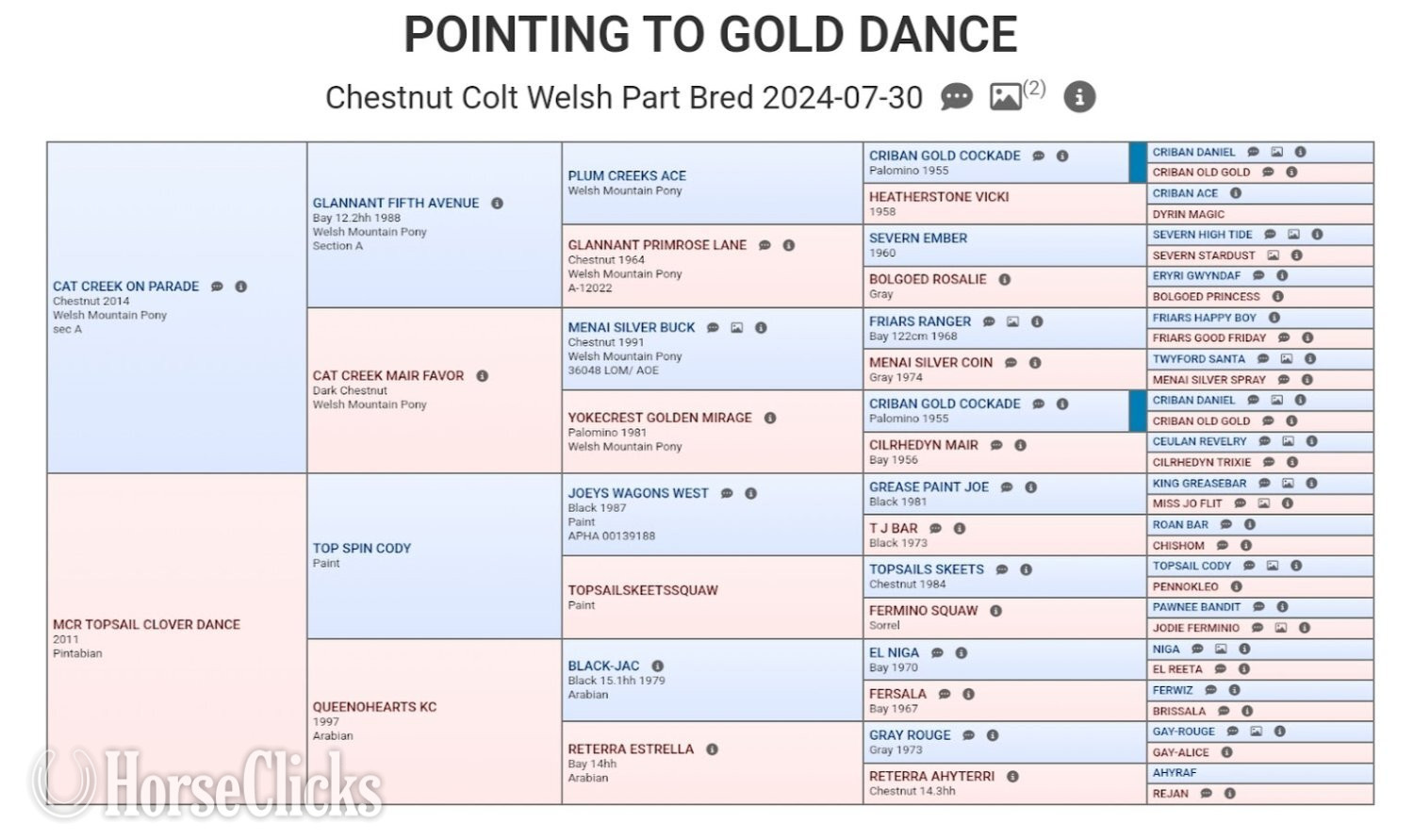"Pointing To Gold Dance" Chestnut Gelding Welsh Pony - Welsh Pony