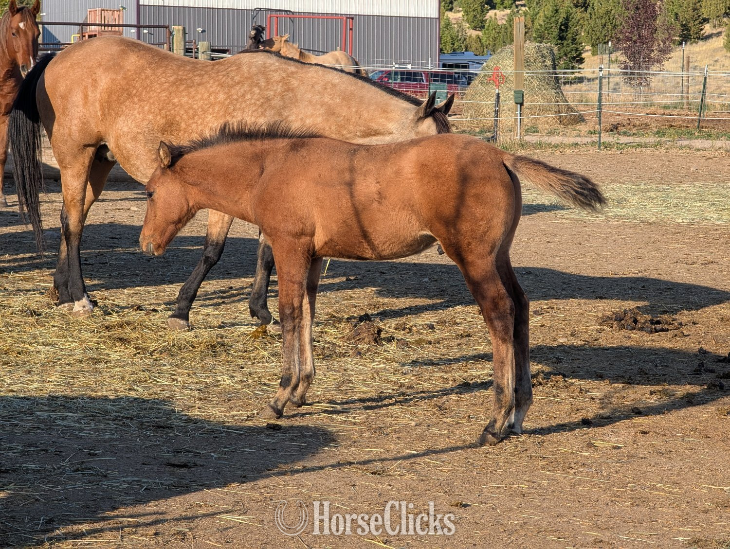 Montana "Mile High MusicFritz " Dun Stallion Quarter Horse