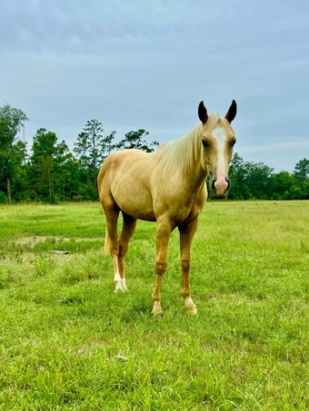 "Waylon " Palomino Colt Quarter Horse