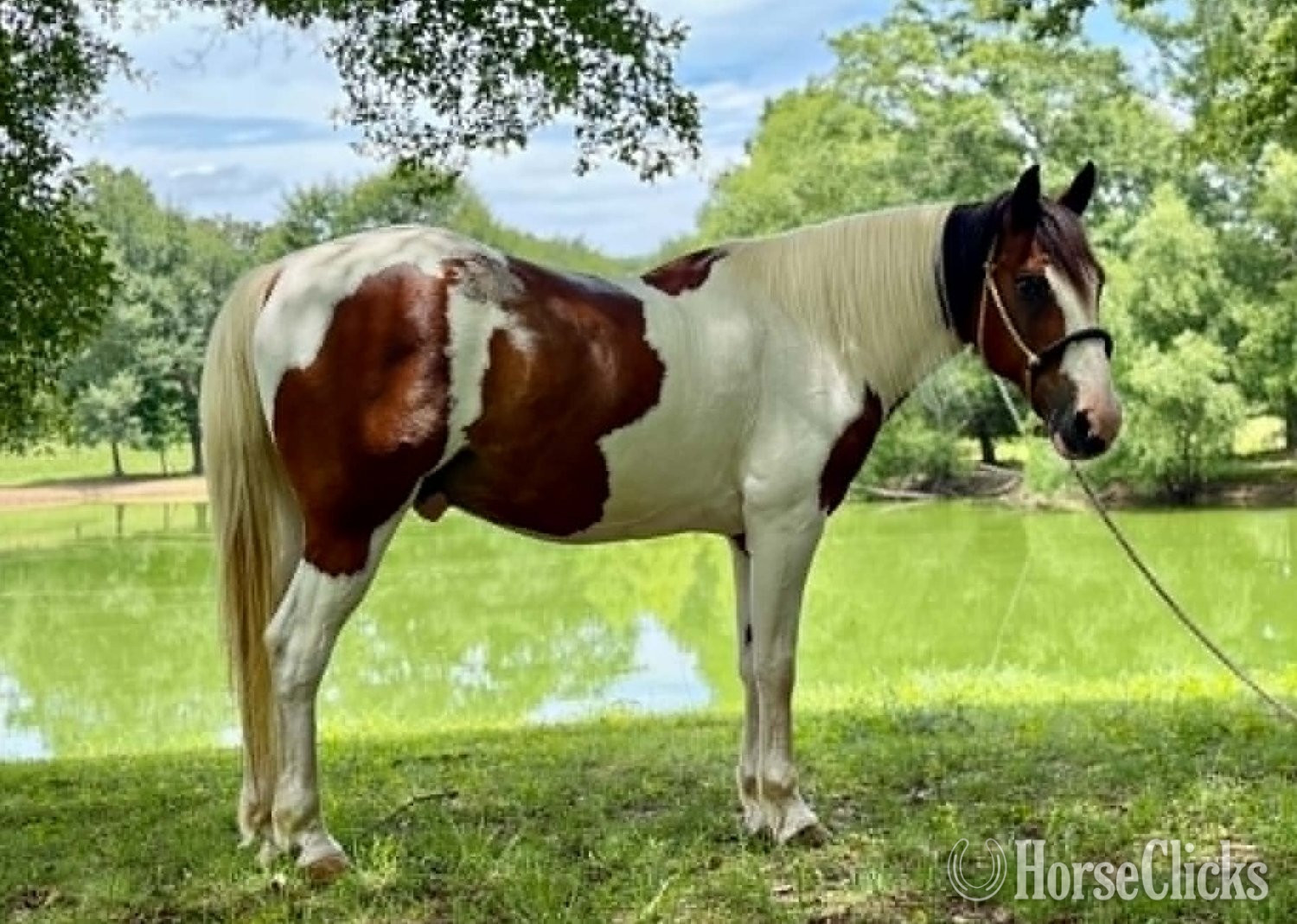 "RAWHIDE" Tri-Color Gelding Mustang in Alabama