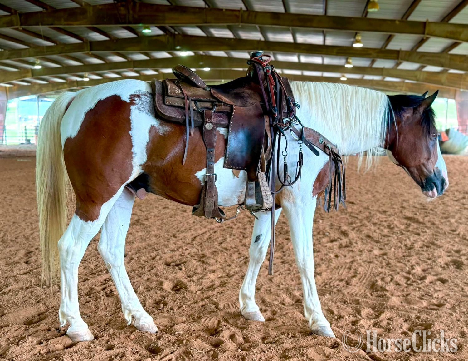 "RAWHIDE" Tri-Color Gelding Mustang