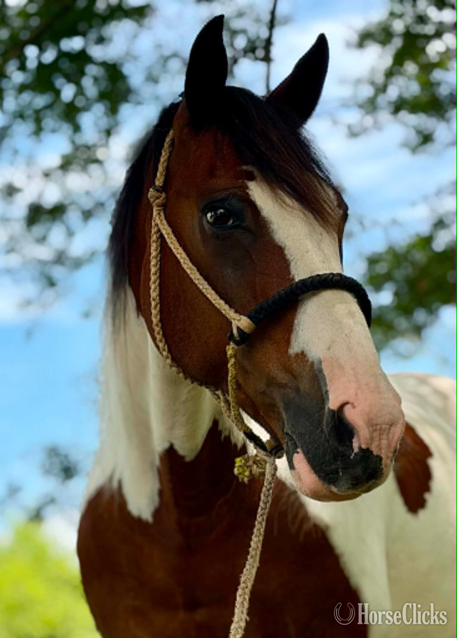 Alabama "RAWHIDE" Tri-Color Gelding Mustang