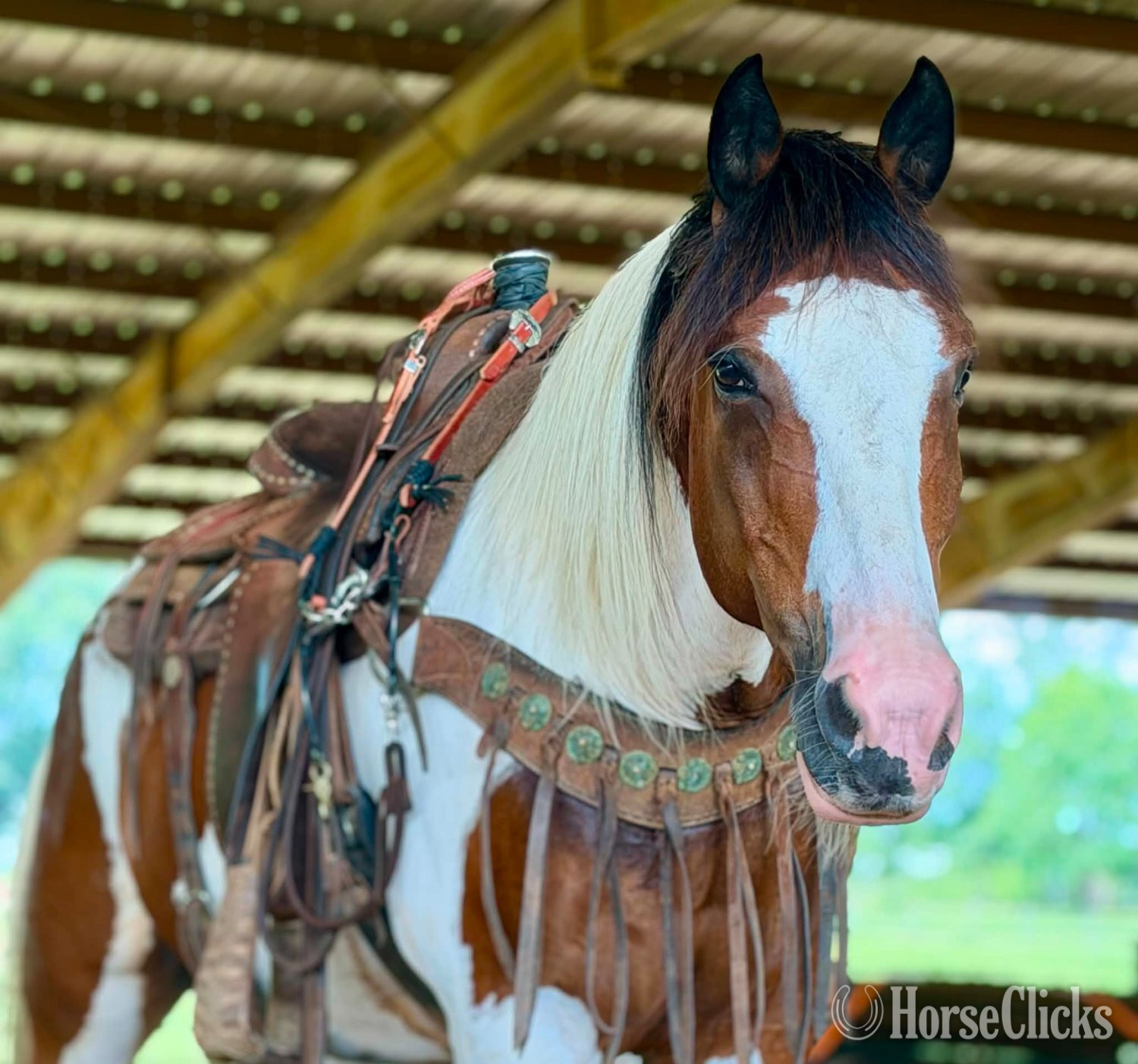 "RAWHIDE" Tri-Color Gelding Mustang - Mustang in Alabama
