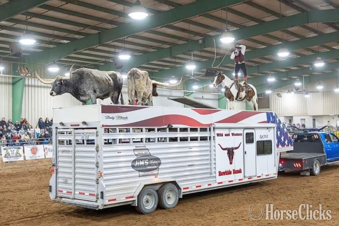 "RAWHIDE" Tri-Color Gelding Mustang Alabama