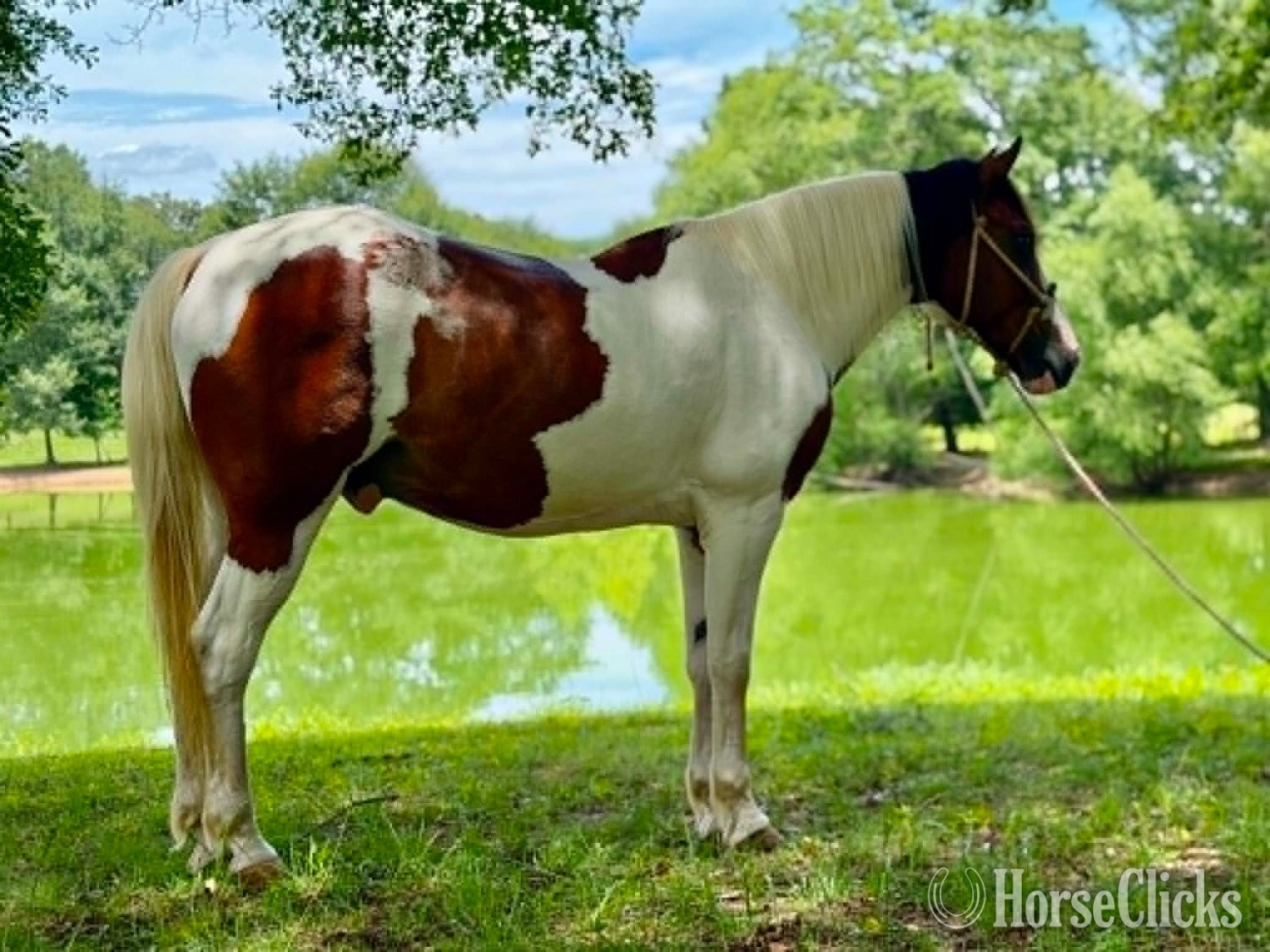 Mustang - "RAWHIDE" Tri-Color Gelding Mustang