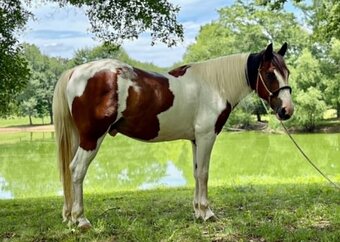 "RAWHIDE" Tri-Color Gelding Mustang