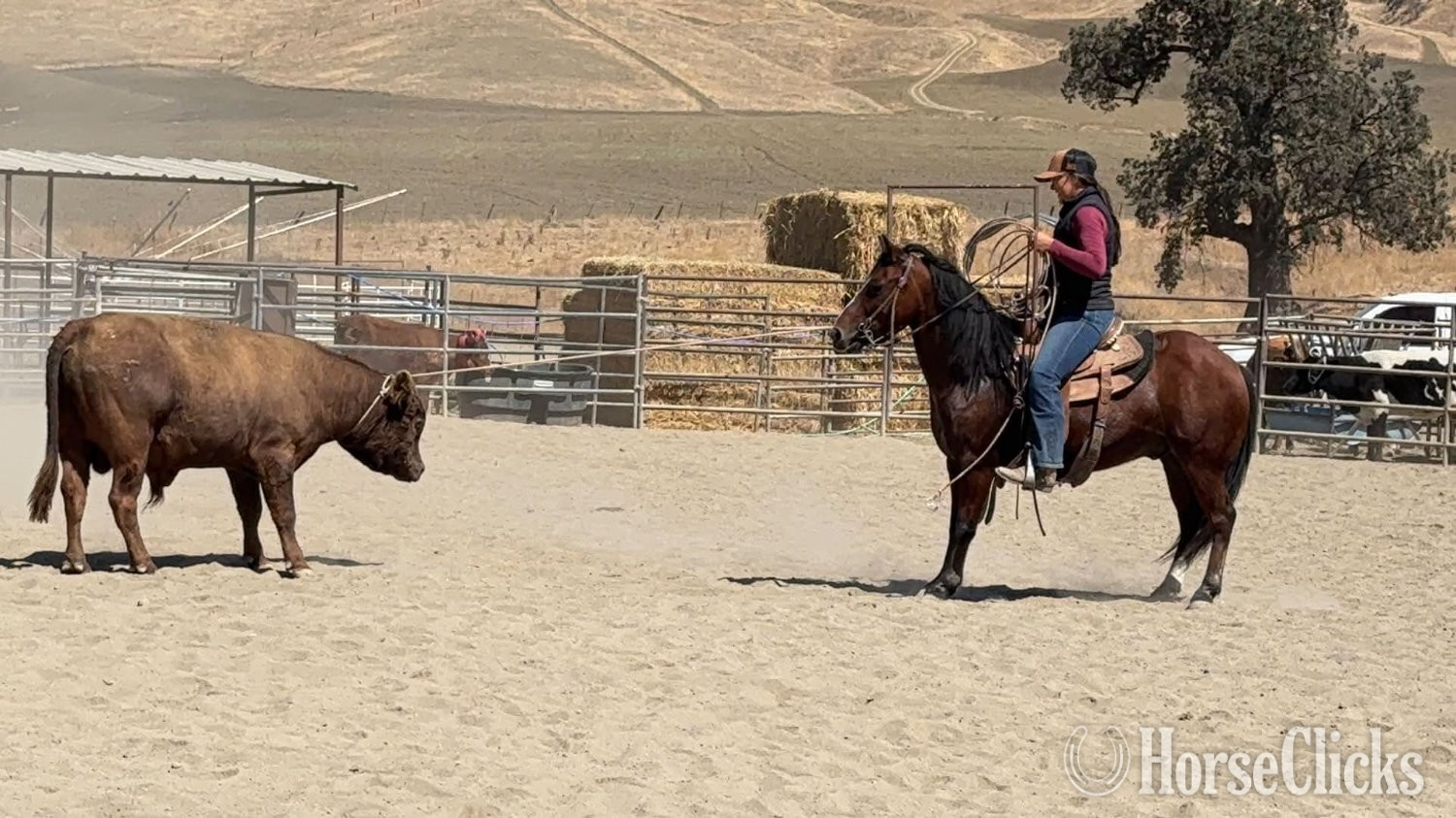 "TONKA" Bay Gelding Quarter Pony - Quarter Pony