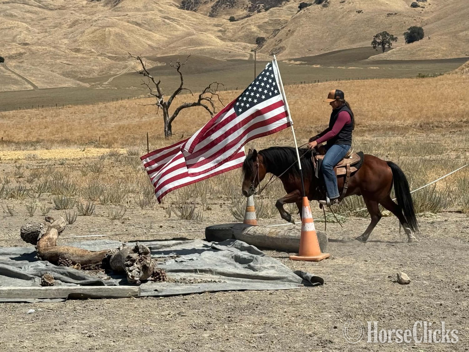 "TONKA" Bay Gelding Quarter Pony California