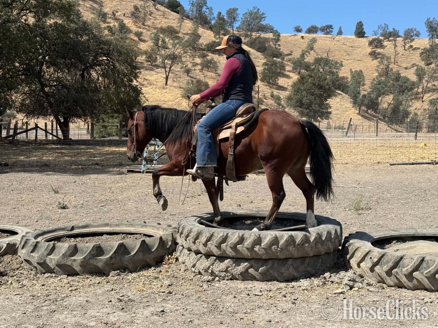 Quarter Pony - "TONKA" Bay Gelding Quarter Pony