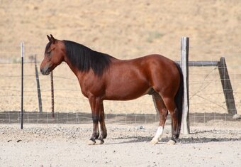 "TONKA" Bay Gelding Quarter Pony