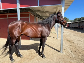 "Timothy Four Eight" Bay Stallion Thoroughbred