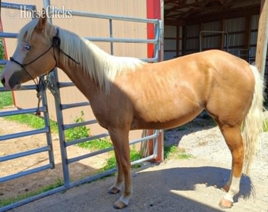 "TP Hollywoods Bezzy" Palomino Filly Quarter Horse in Missouri