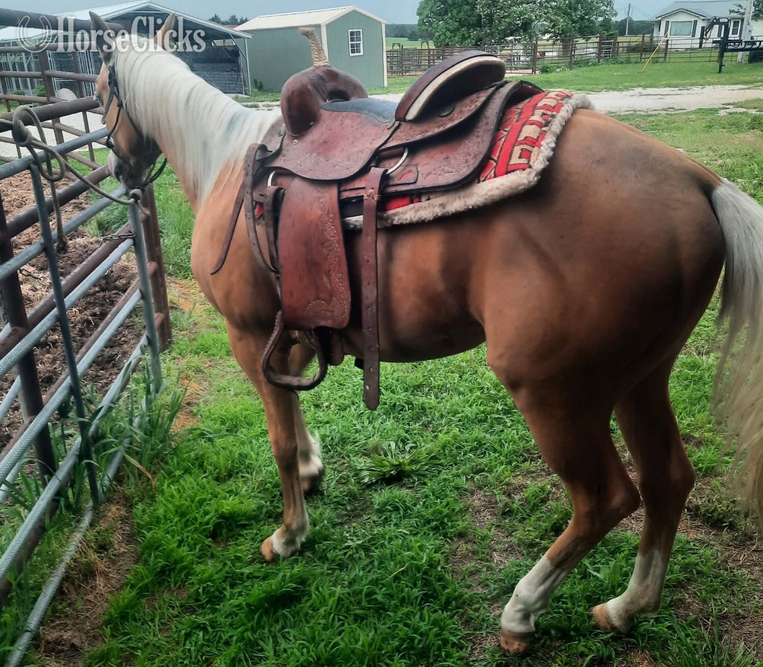 "TP Hollywoods Bezzy" Palomino Filly Quarter Horse