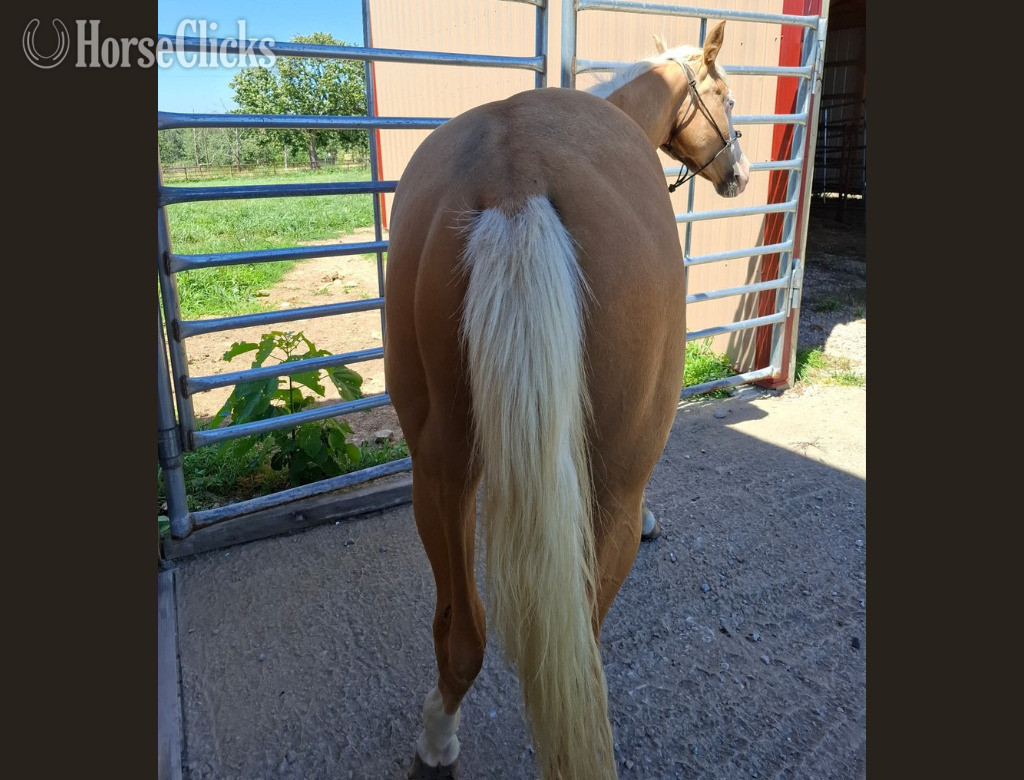 Missouri "TP Hollywoods Bezzy" Palomino Filly Quarter Horse