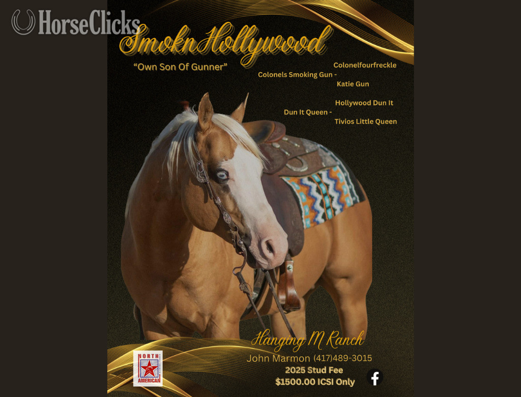 "TP Hollywoods Bezzy" Palomino Filly Quarter Horse - Quarter Horse in Missouri