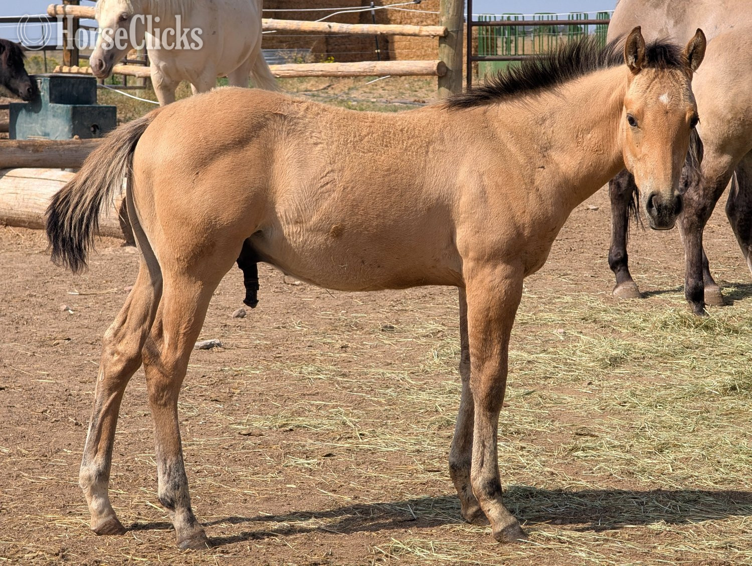 "MileHighMagicSpirit" Buckskin Stallion Quarter Horse in Montana