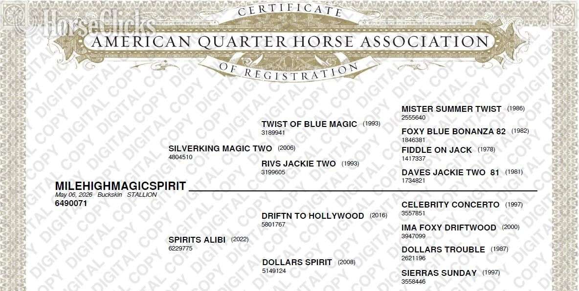 "MileHighMagicSpirit" Buckskin Stallion Quarter Horse