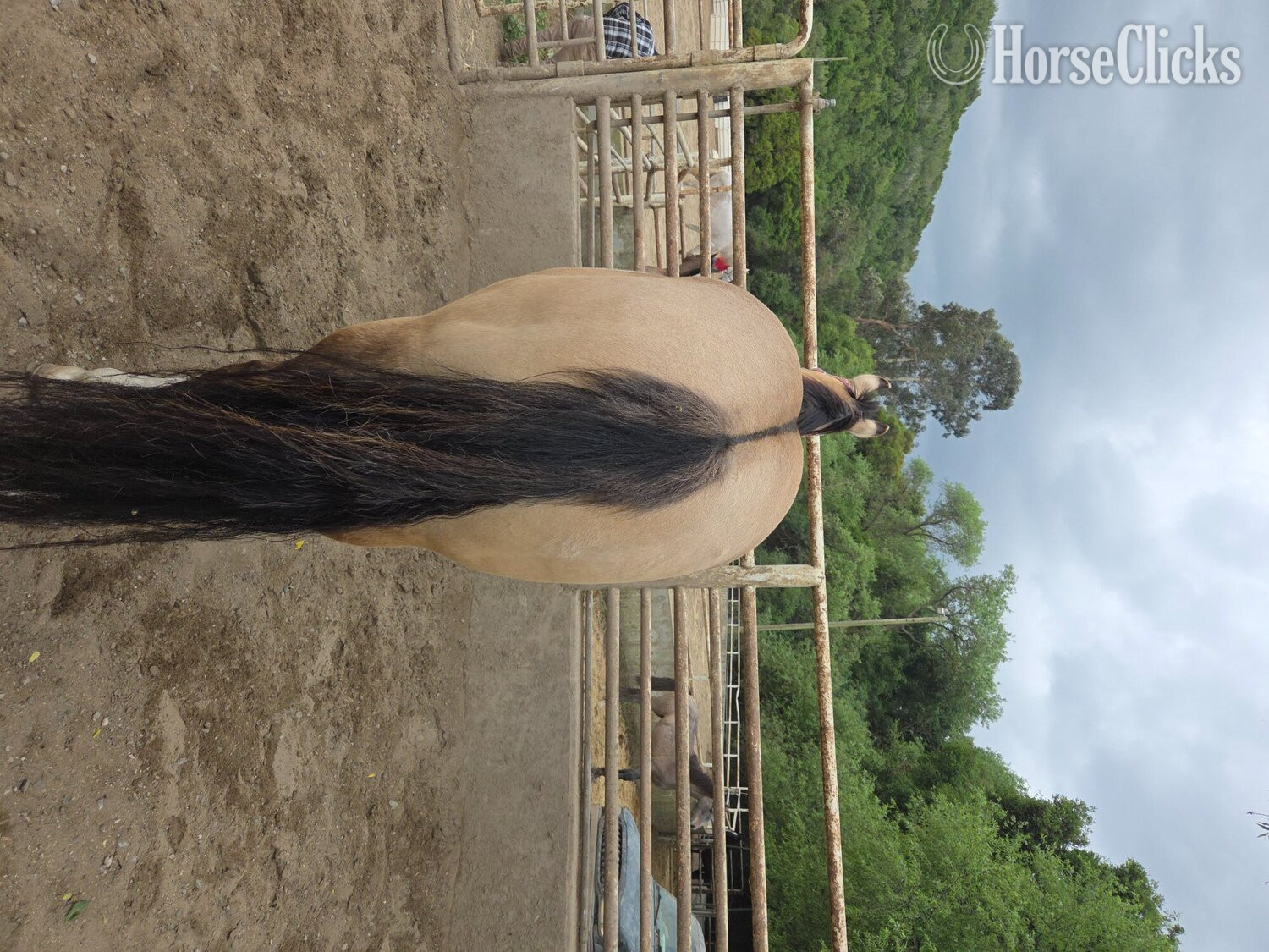 "Cheeto" Grullo Gelding Paint in California