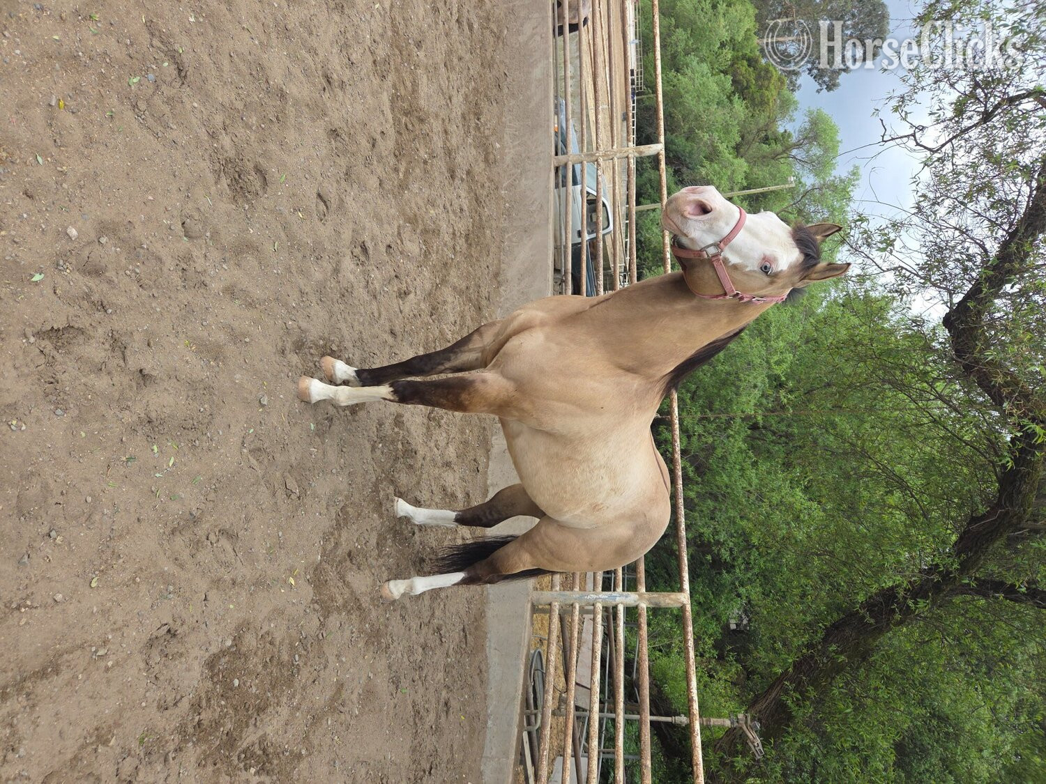 "Cheeto" Grullo Gelding Paint