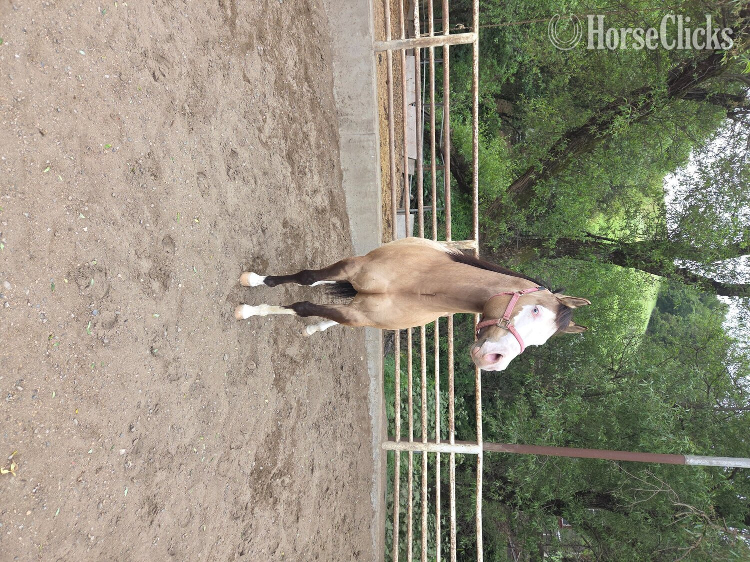 California "Cheeto" Grullo Gelding Paint